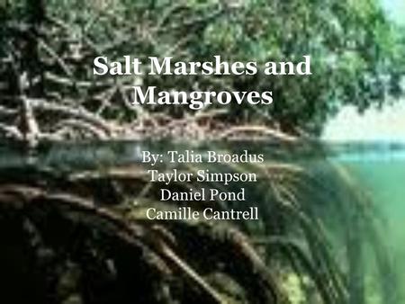 Salt Marshes and Mangroves By: Talia Broadus Taylor Simpson Daniel Pond Camille Cantrell.
