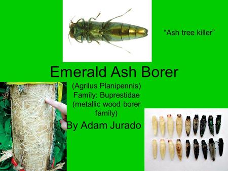 Emerald Ash Borer By Adam Jurado (Agrilus Planipennis) Family: Buprestidae (metallic wood borer family) “Ash tree killer”