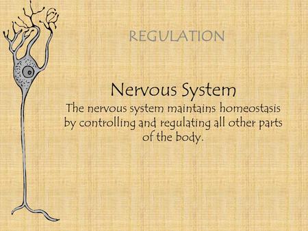 Nervous System The nervous system maintains homeostasis by controlling and regulating all other parts of the body. REGULATION.
