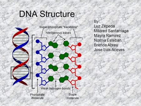 DNA Structure By: Luz Zepeda Mildred Santarriaga Mayra Ramirez Norma Esteban Brenda Abreu Jose Luis Aceves.