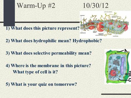 Warm-Up #2 10/30/12 1) What does this picture represent? 2) What does hydrophilic mean? Hydrophobic? 3) What does selective permeability mean? 4) Where.