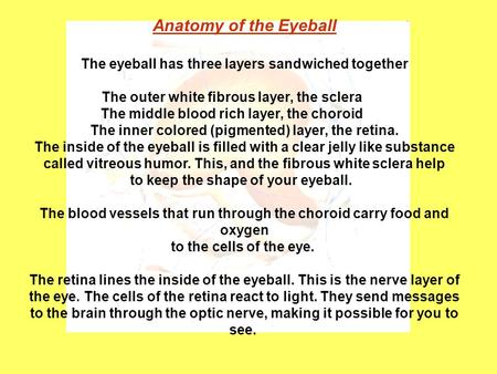 Anatomy of the Eyeball The eyeball has three layers sandwiched together The outer white fibrous layer, the sclera The middle blood rich layer, the choroid.