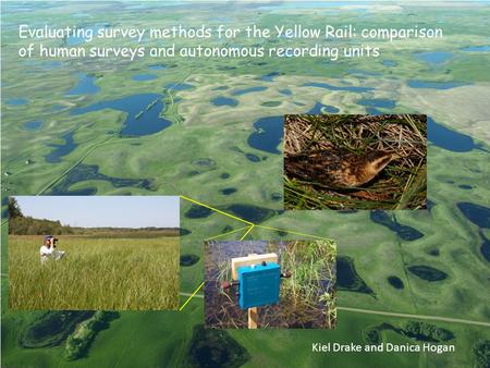 Evaluating survey methods for the Yellow Rail: comparison of human surveys and autonomous recording units Kiel Drake and Danica Hogan.