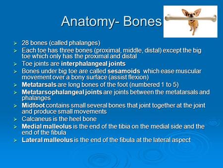 Anatomy- Bones  28 bones (called phalanges)  Each toe has three bones (proximal, middle, distal) except the big toe which only has the proximal and distal.