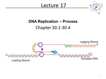 DNA Replication – Process Chapter 30.1-30.4 Lecture 17 1.