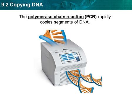 The polymerase chain reaction (PCR) rapidly