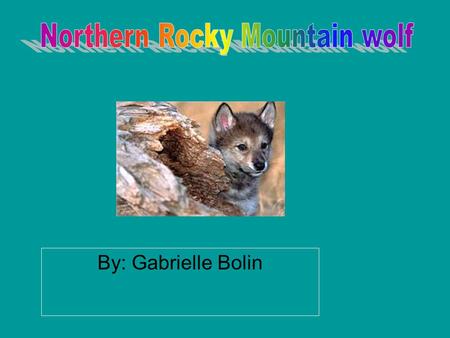 By: Gabrielle Bolin. The wolves habitat extended from the northern rocky mountains to southern Alberta in Canada.