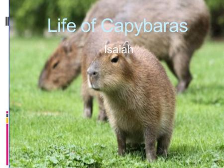 Life of Capybaras Isaiah. Table Of Contents Habitat  Central and South America  River banks like Panama/Argentina and fresh water rivers  Tropical.