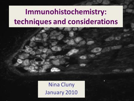 Immunohistochemistry: techniques and considerations Nina Cluny January 2010.