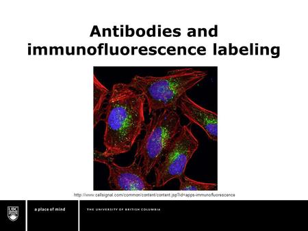 Antibodies and immunofluorescence labeling