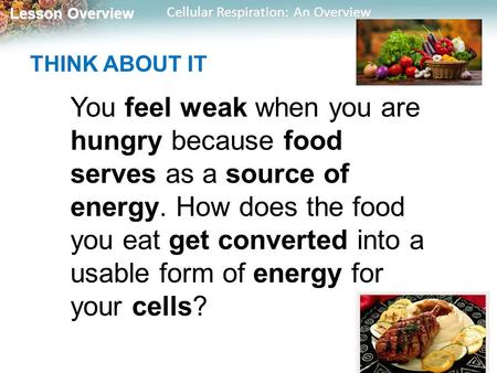 THINK ABOUT IT You feel weak when you are hungry because food serves as a source of energy. How does the food you eat get converted into a usable form.