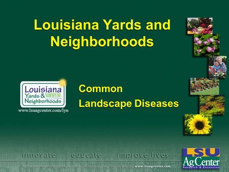 Louisiana Yards and Neighborhoods Common Landscape Diseases Common Landscape Diseases www.lsuagcenter.com/lyn.