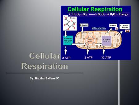 By: Habiba Sallam 8C. Cellular respiration is the process of breaking down glucose using oxygen to produce energy to allow our bodies to function properly.