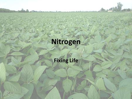 Nitrogen Fixing Life. Objectives: Students will be able to... describe the process of nitrogen fixation. identify the major components of nitrogen fixation.