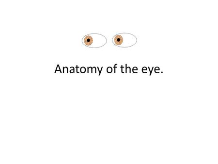 Anatomy of the eye.. The Eye: The eyes are the organs of the special sense of sight. They sit in the orbit of the skull which provides them with positional.