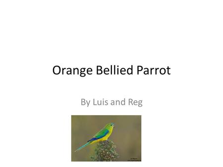 Orange Bellied Parrot By Luis and Reg. Classification The Orange bellied Parrot is a small endangered bird that lives in Australian forests.