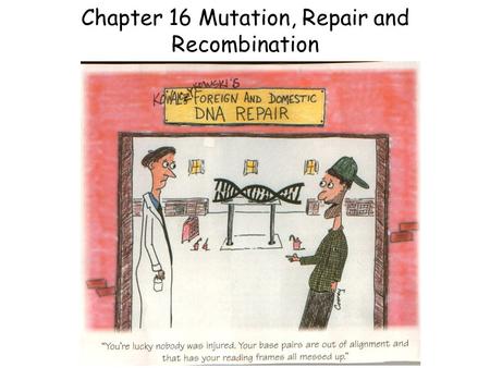 Chapter 16 Mutation, Repair and Recombination.