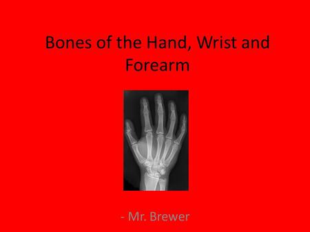 Bones of the Hand, Wrist and Forearm - Mr. Brewer.