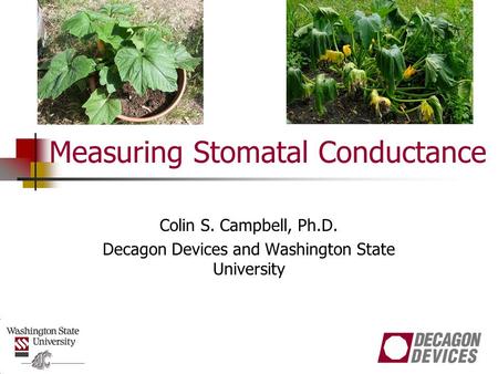 Measuring Stomatal Conductance