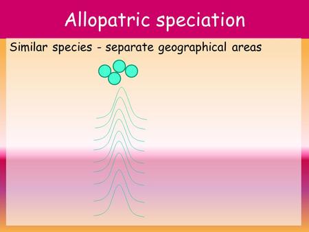 Allopatric speciation Similar species - separate geographical areas.