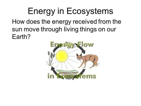 Energy in Ecosystems How does the energy received from the sun move through living things on our Earth?