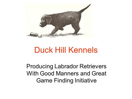 Duck Hill Kennels Producing Labrador Retrievers With Good Manners and Great Game Finding Initiative.