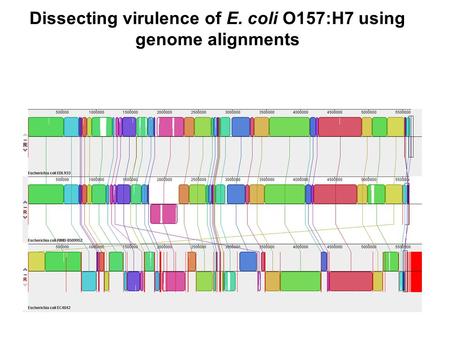 Dissecting virulence of E. coli O157:H7 using genome alignments.