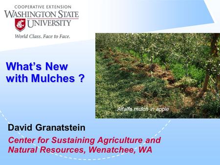 What’s New with Mulches ? David Granatstein Center for Sustaining Agriculture and Natural Resources, Wenatchee, WA Alfalfa mulch in apple.
