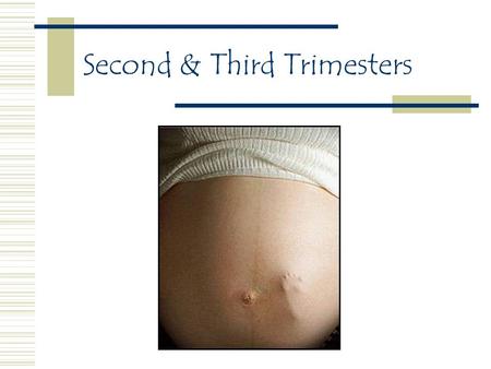Second & Third Trimesters