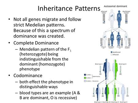 Inheritance Patterns Not all genes migrate and follow strict Medelian patterns. Because of this a spectrum of dominance was created. Complete Dominance.