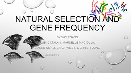 NATURAL SELECTION AND GENE FREQUENCY BY WOLFGANG RUBI CATALAN, MARNELLE MAC DULA, LIANNE UMALI, ERICA WILEY, & CHRIS YOUNG Student ID #’s: