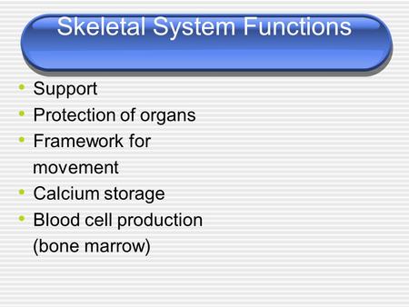 Skeletal System Functions Support Protection of organs Framework for movement Calcium storage Blood cell production (bone marrow)