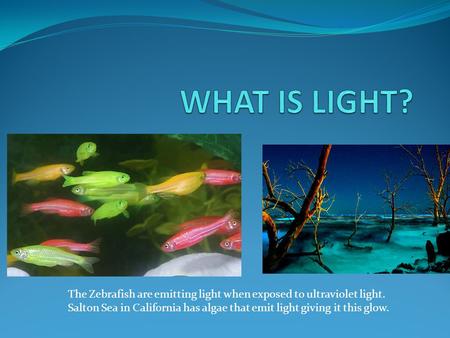 WHAT IS LIGHT? The Zebrafish are emitting light when exposed to ultraviolet light. Salton Sea in California has algae that emit light giving it this glow.