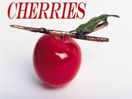 Cherries are drupes, or stone fruits, related to plums and more distantly to peaches and nectarines. We know they have been around since the Stone Age,