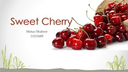 Sweet Cherry Motaz Shahror 11211689.