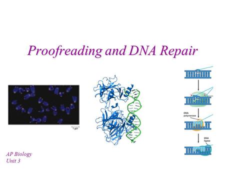 Proofreading and DNA Repair