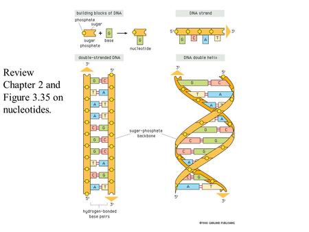 Review Chapter 2 and Figure 3.35 on nucleotides..