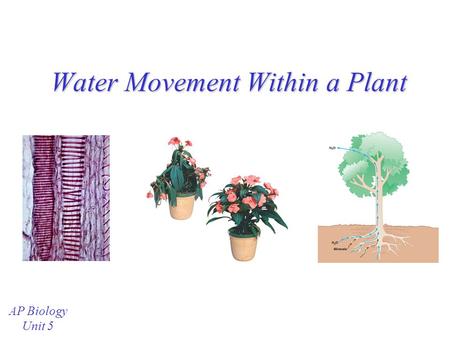 Water Movement Within a Plant AP Biology Unit 5 Review: Properties of Water Water is a polar molecule Water molecules can form a “column” –due to hydrogen.
