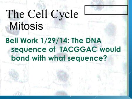 1 1 The Cell Cycle Mitosis Bell Work 1/29/14: The DNA sequence of TACGGAC would bond with what sequence?