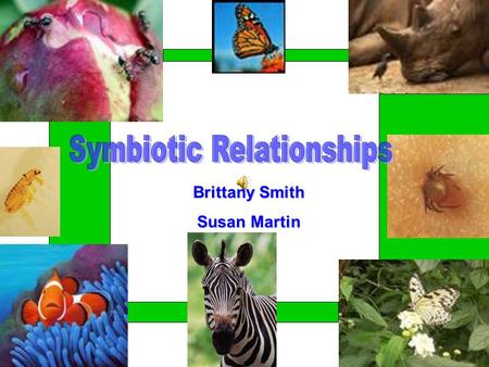 Brittany Smith Susan Martin BIOLOGY STANDARD 2.0: –The student will investigate the interactions of organisms within their environment through different.