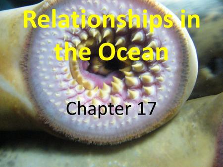 Relationships in the Ocean Chapter 17. Relationships between two or more different species are known as symbiotic relationships. Sym- is a variant of.