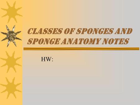classes of sponges and sponge anatomy notes