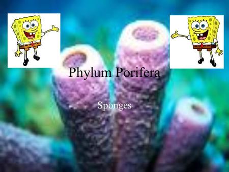 Phylum Porifera Sponges. Porifera Means pore bearing. Most simple of the multi-cellular organisms (Metazoans) Composed of a network of cells; no true.