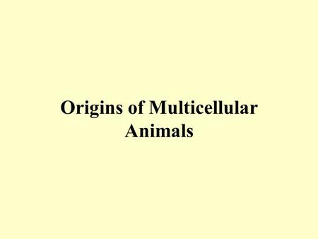 Origins of Multicellular Animals