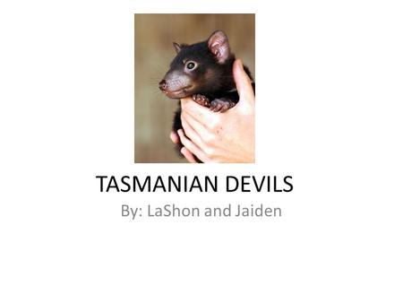 TASMANIAN DEVILS By: LaShon and Jaiden. Appearance The Tasmanian devil is as small as a dog. It has black fur. It Is 26 pounds.