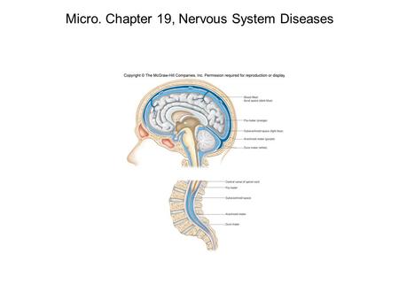 Micro. Chapter 19, Nervous System Diseases. 1. Meningitis – Neisseria meningitidis – Gram (-) diplococci (related to GC species) pg 580 A. Virulence factors: