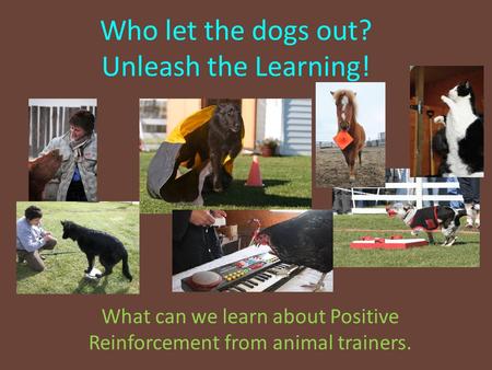 Who let the dogs out? Unleash the Learning! What can we learn about Positive Reinforcement from animal trainers.