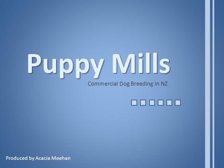 Puppy Mills Commercial Dog Breeding in NZ Produced by Acacia Meehan.