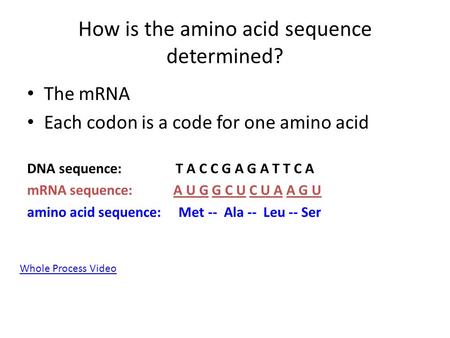 How is the amino acid sequence determined?