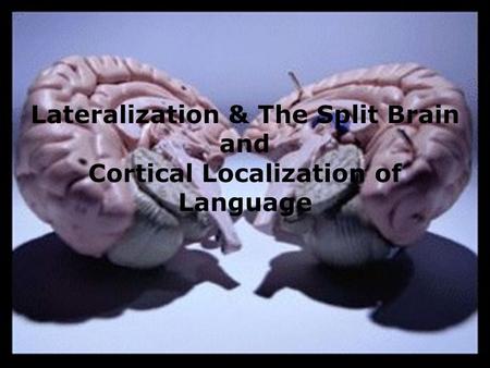 Lateralization & The Split Brain and Cortical Localization of Language.